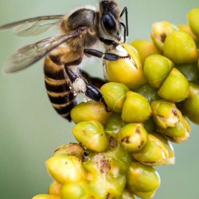 Honey 06